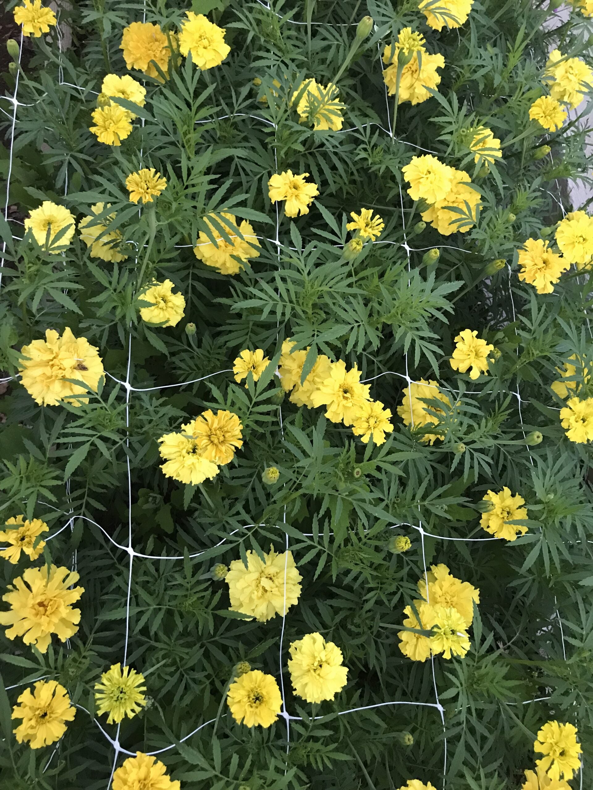Marigold Afternoon Lemonade