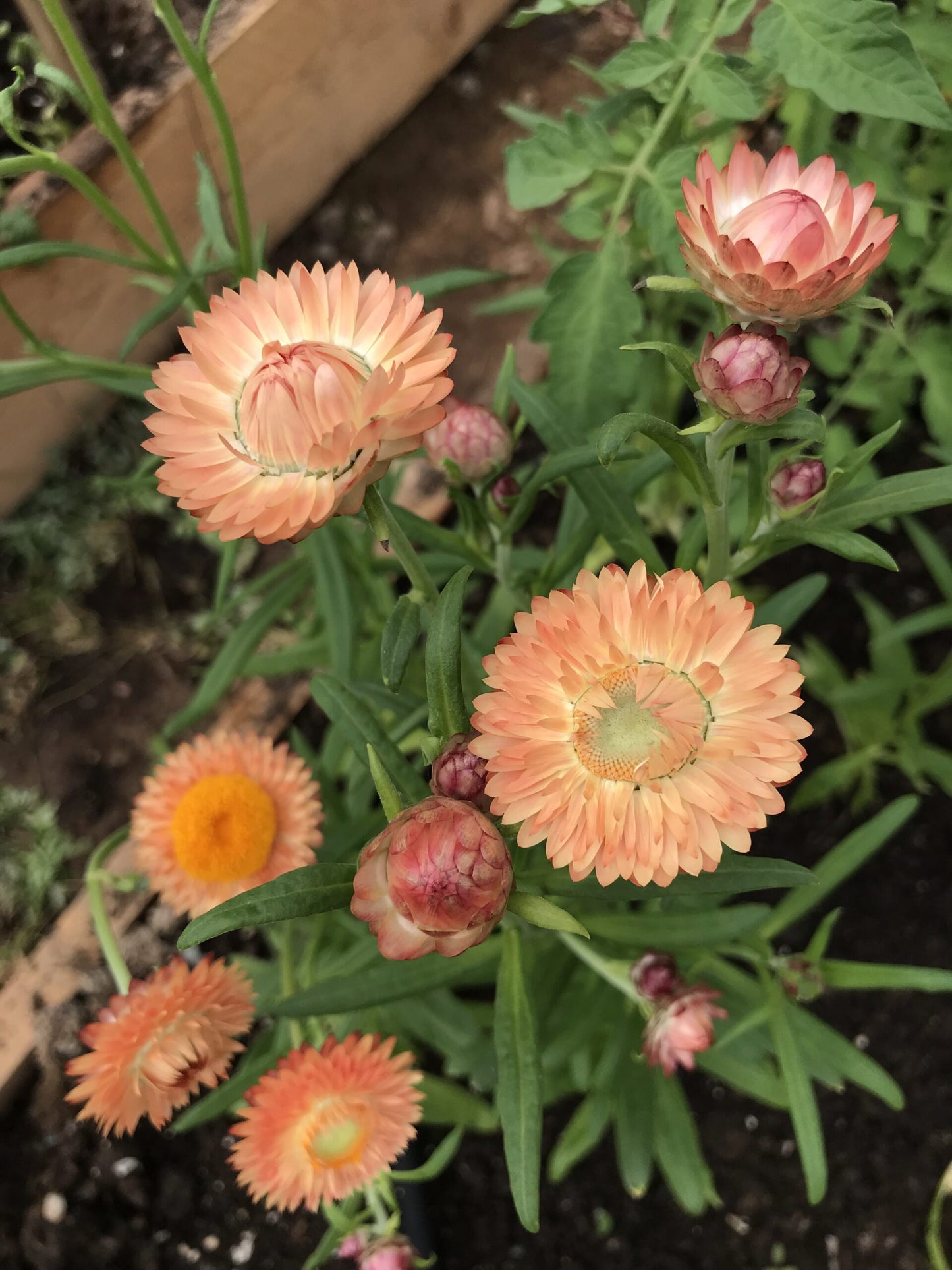Strawflower Apricot Peach