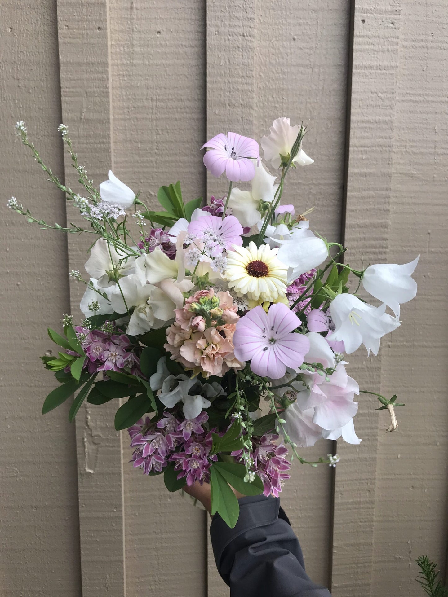Cress Wrinkled Crinkled Crumpled Seeds