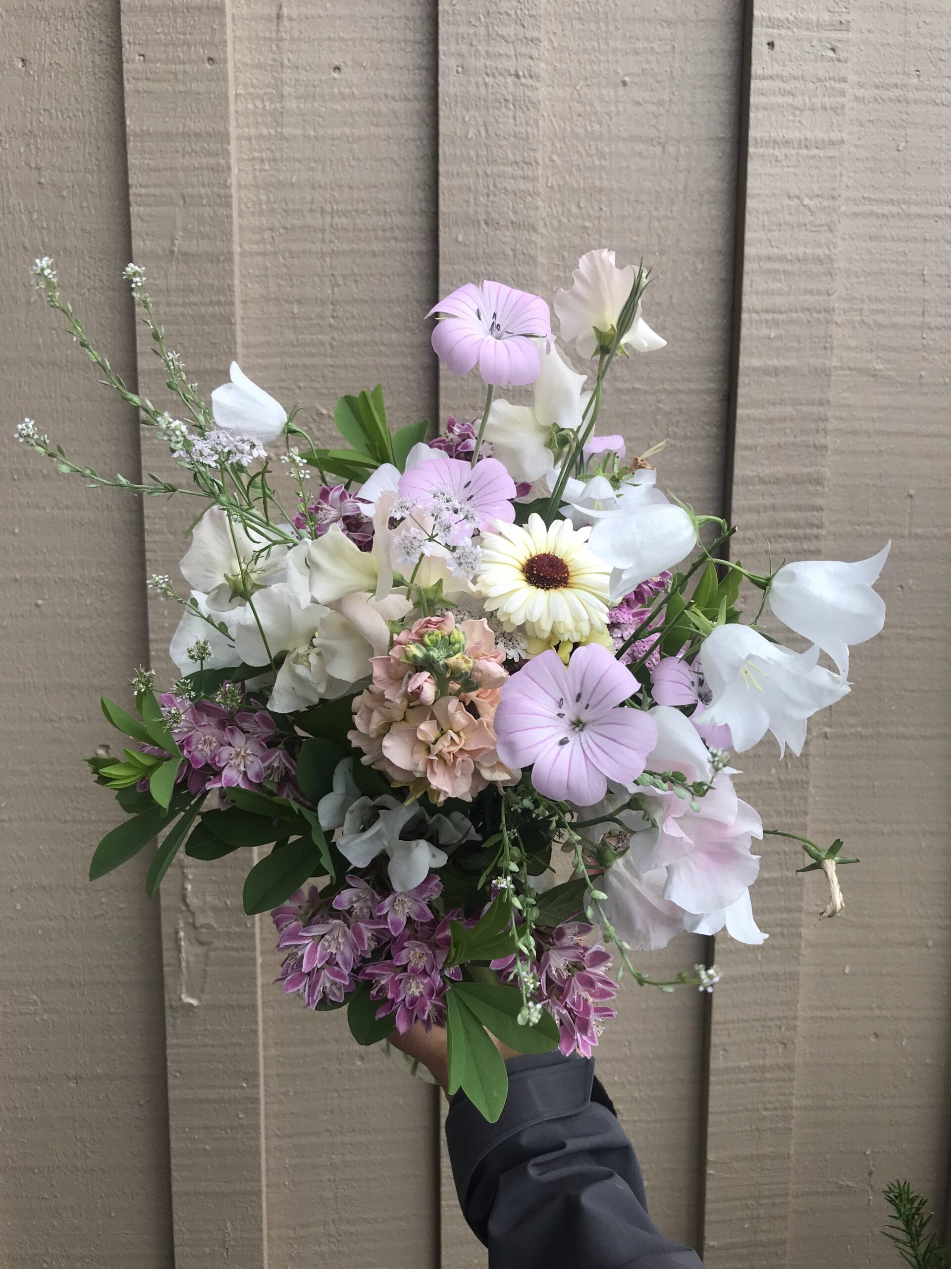 Cress Wrinkled Crinkled Crumpled Seeds