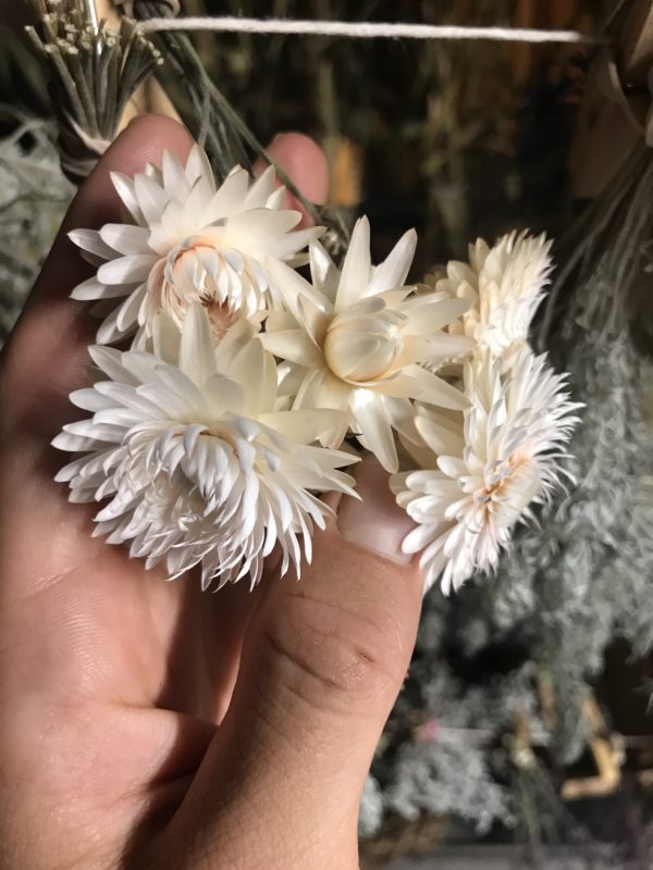 Strawflower Vintage White