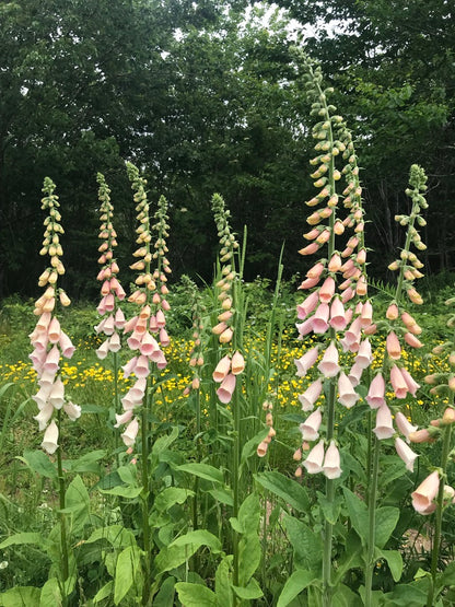 Foxglove Apricot Beauty Seeds