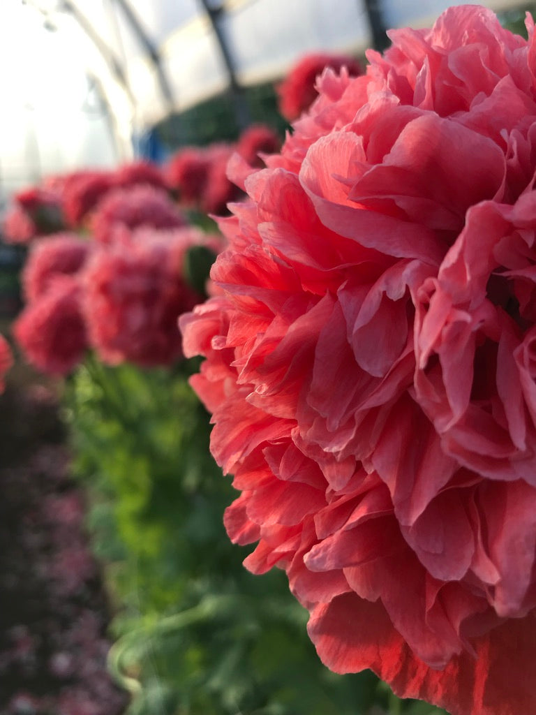 Poppy Frosted Salmon Seeds
