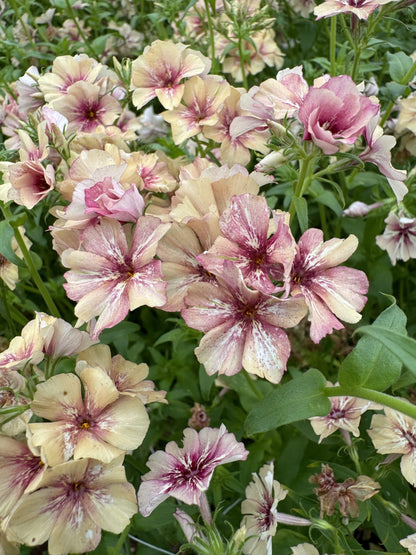 Phlox Raspberry Pinwheel 