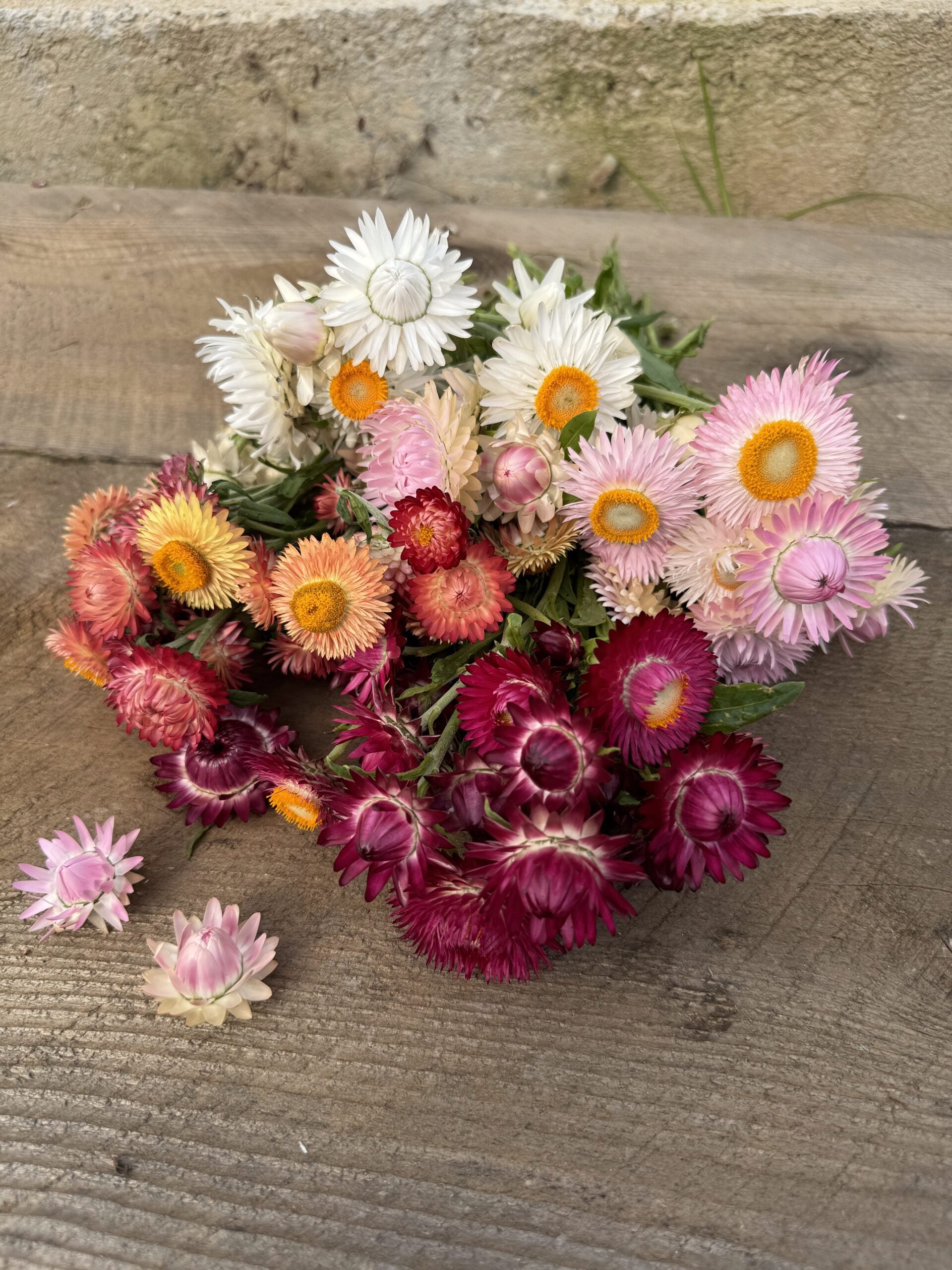 Strawflower Jewel Tones Seeds