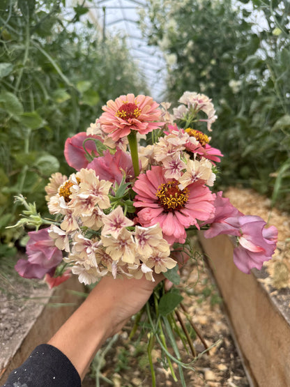 Phlox Raspberry Pinwheel