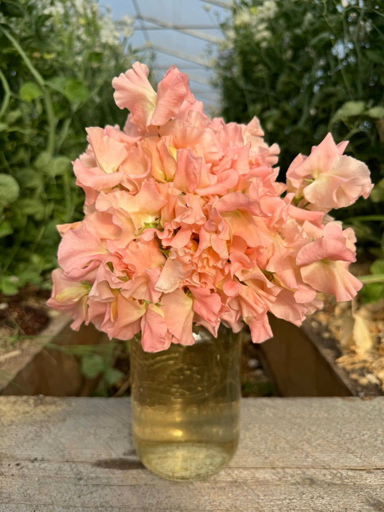 Emma Sweet Pea Seeds