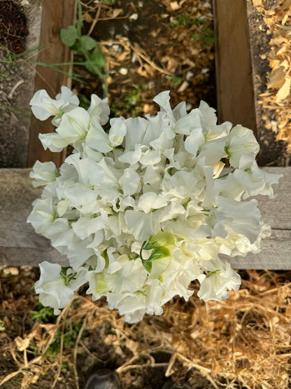 Wild Swan Sweet Pea 25 Seeds