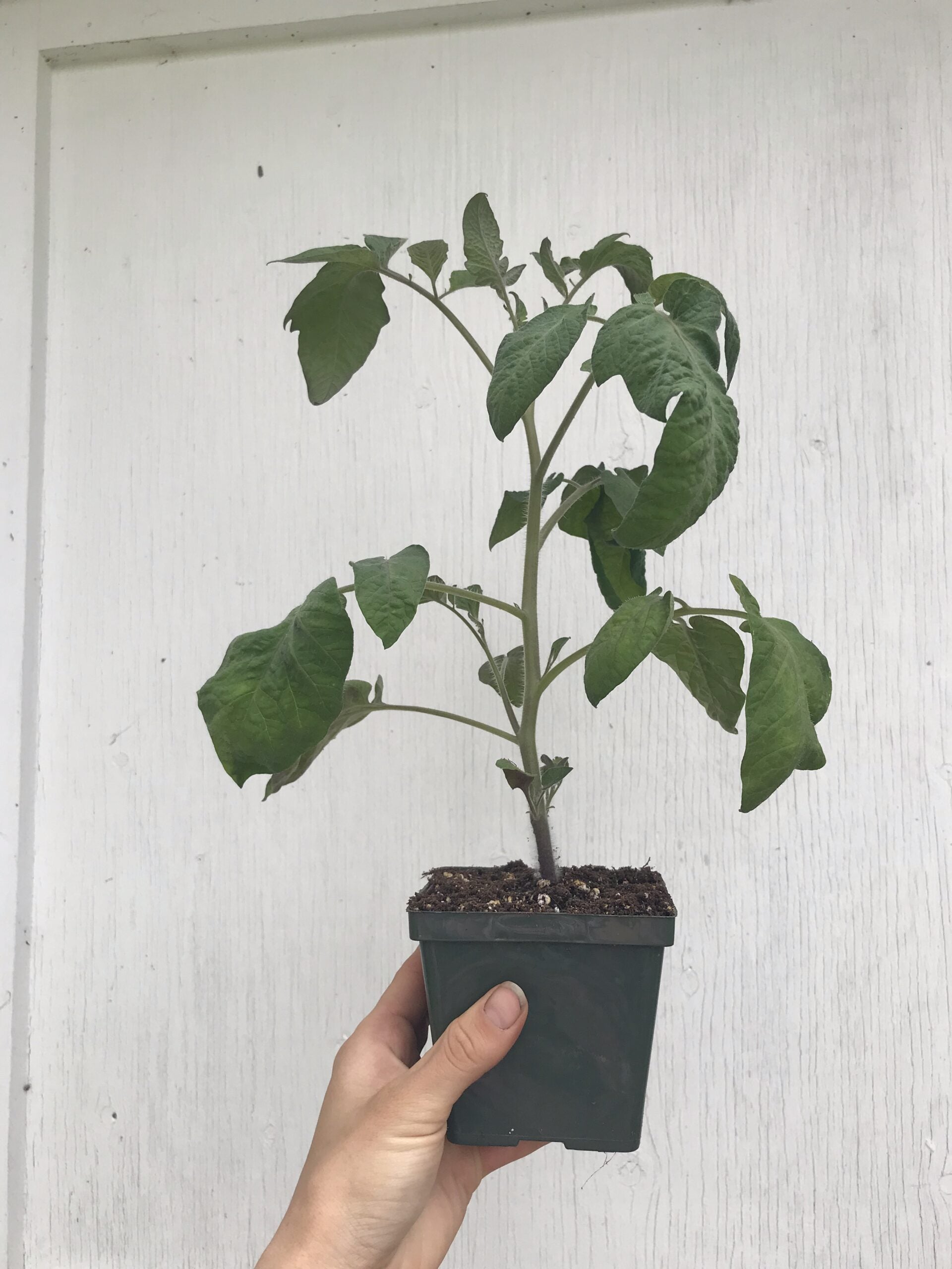 Nightingale Indeterminate Cherry Tomato Seeds