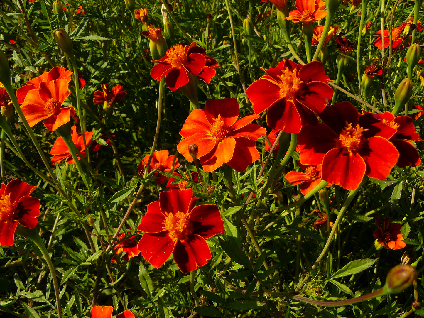 Marigold Cinnabar Seeds