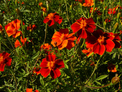 Marigold Cinnabar Seeds