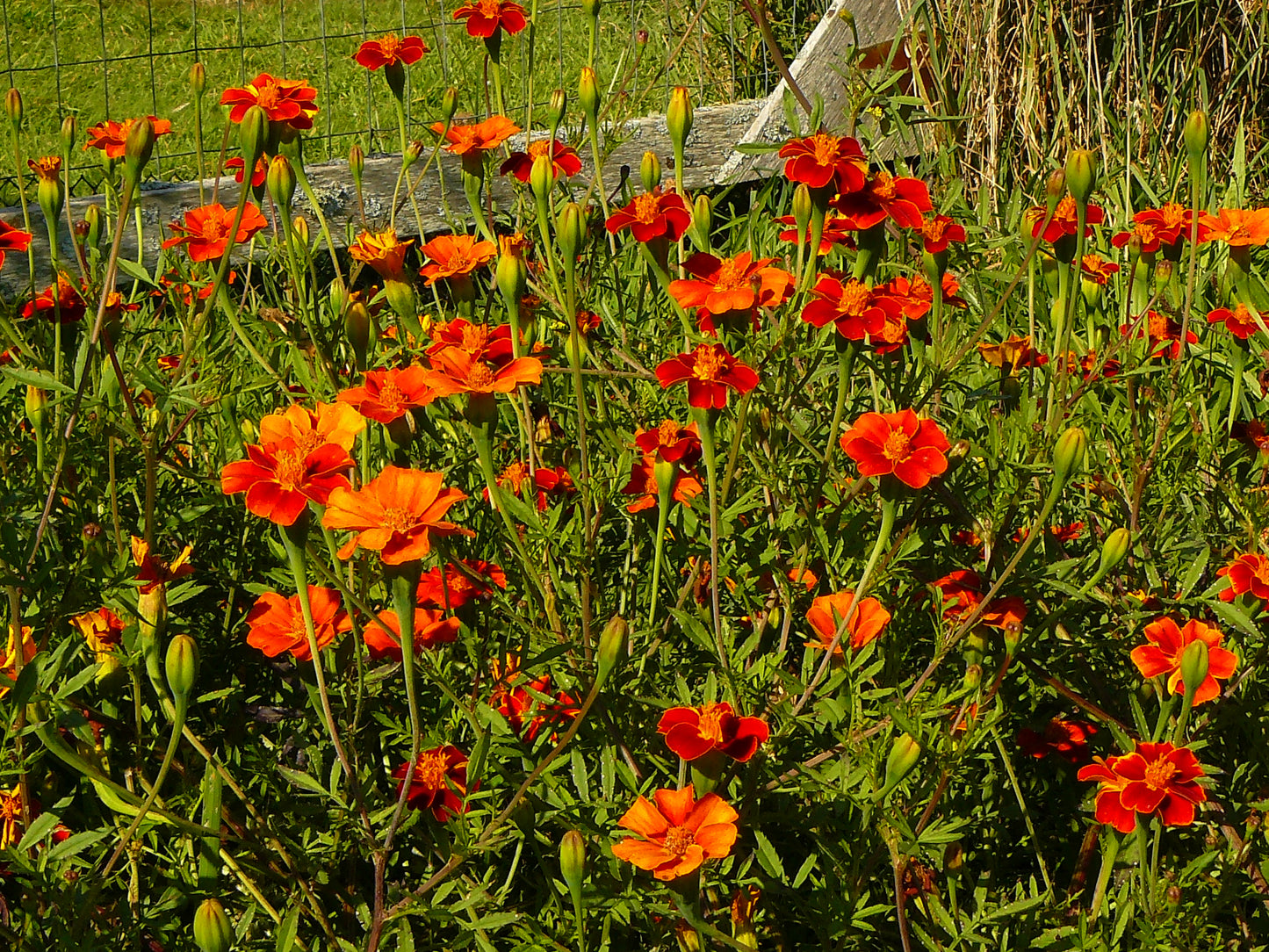 Marigold Cinnabar Seeds