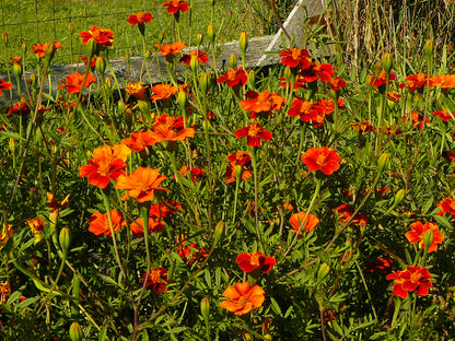 Marigold Cinnabar Seeds