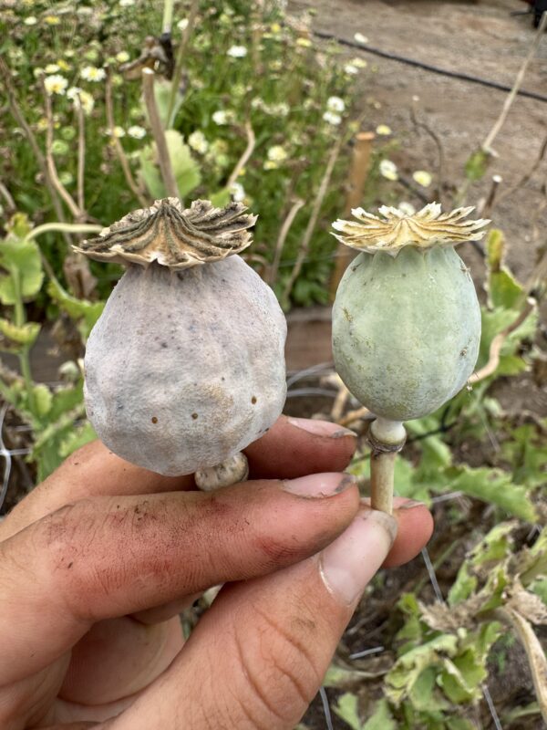 Poppy Ziar Blue Breadseed Seeds