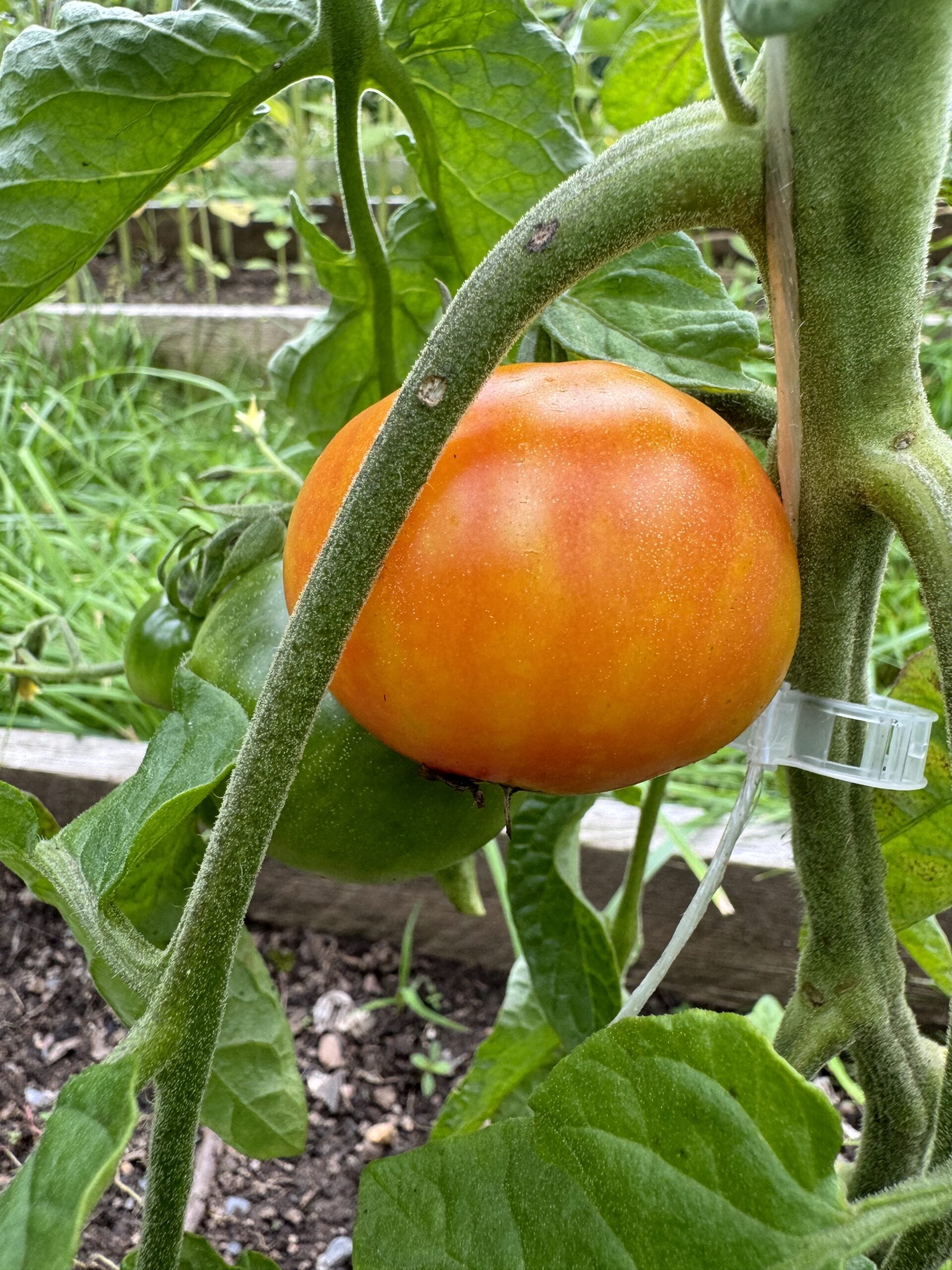 Karma Peach Indeterminate cocktail tomatoes