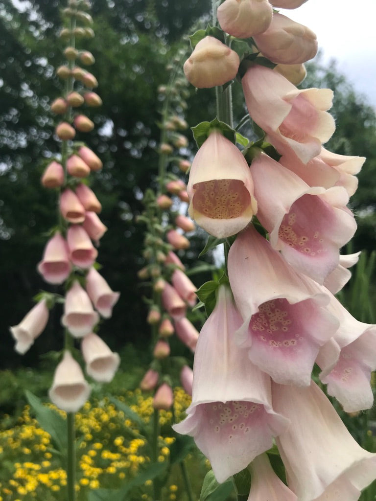 Foxglove Apricot Beauty Seeds