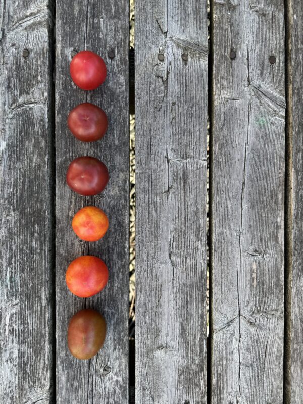 Karma: Purple Multiflora Indeterminate Cocktail Tomato Seeds