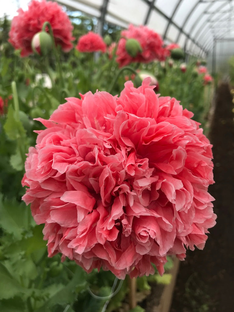 Poppy Frosted Salmon Seeds