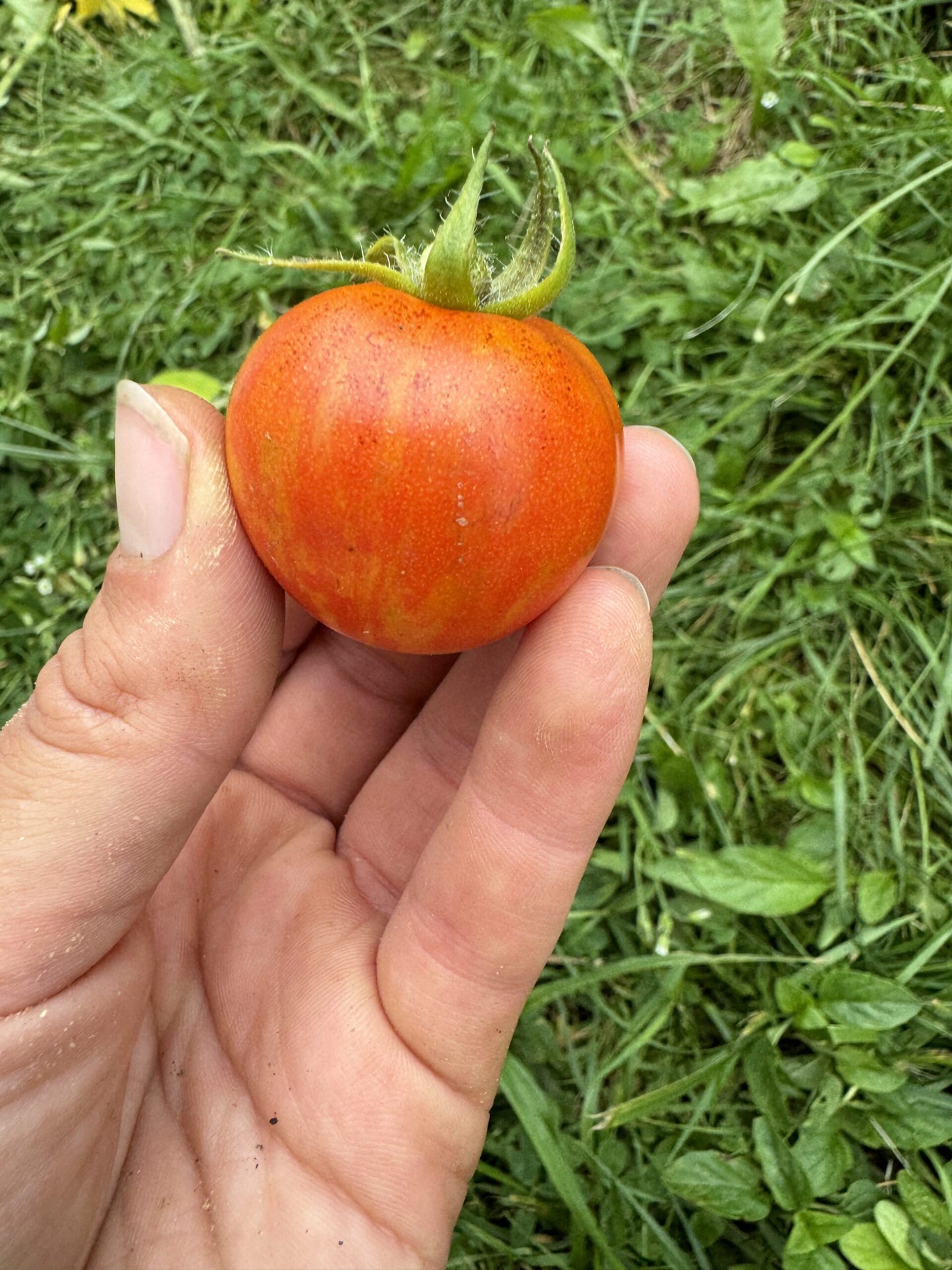 Wizard of Oz: Ruby Slippers Dwarf Cherry Tomato Seeds