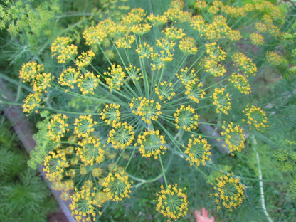 Dill Bouquet Seeds