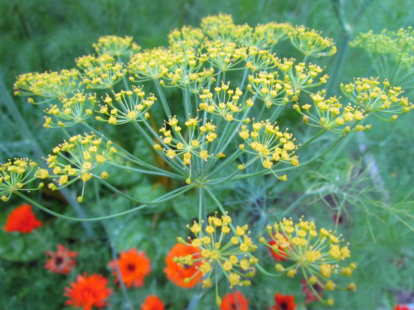 Dill Bouquet Seeds