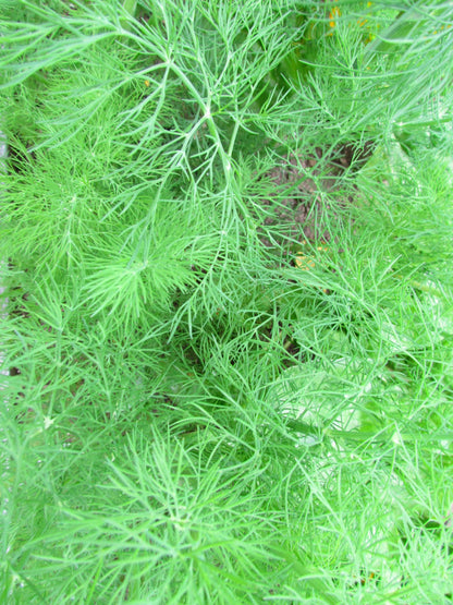 Dill Bouquet Seeds