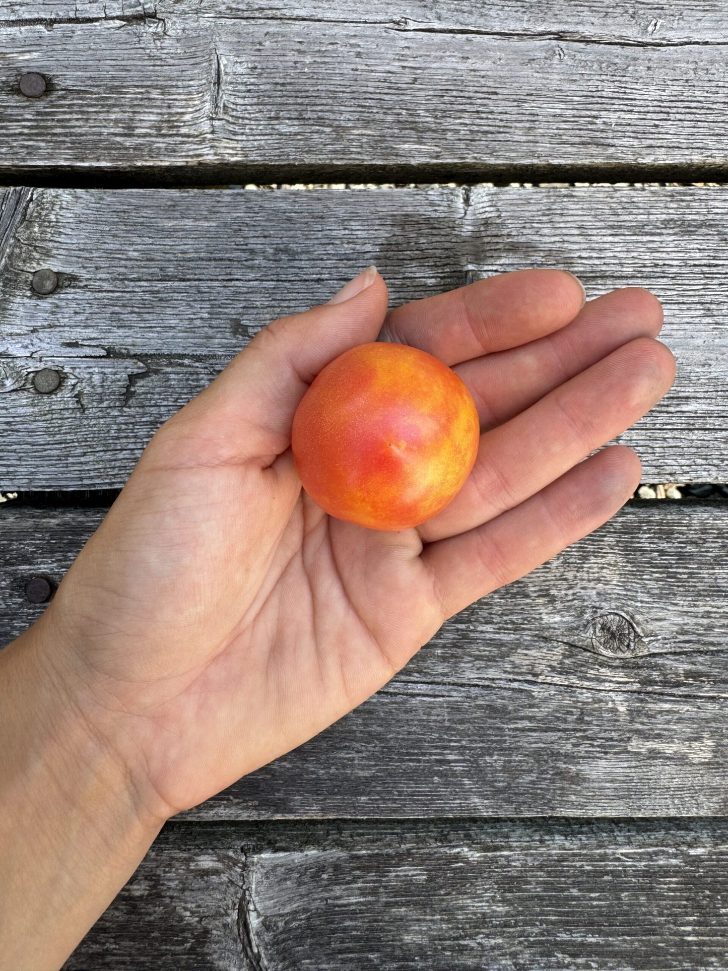 Karma: Apricot Indeterminate Cocktail Tomato Seeds