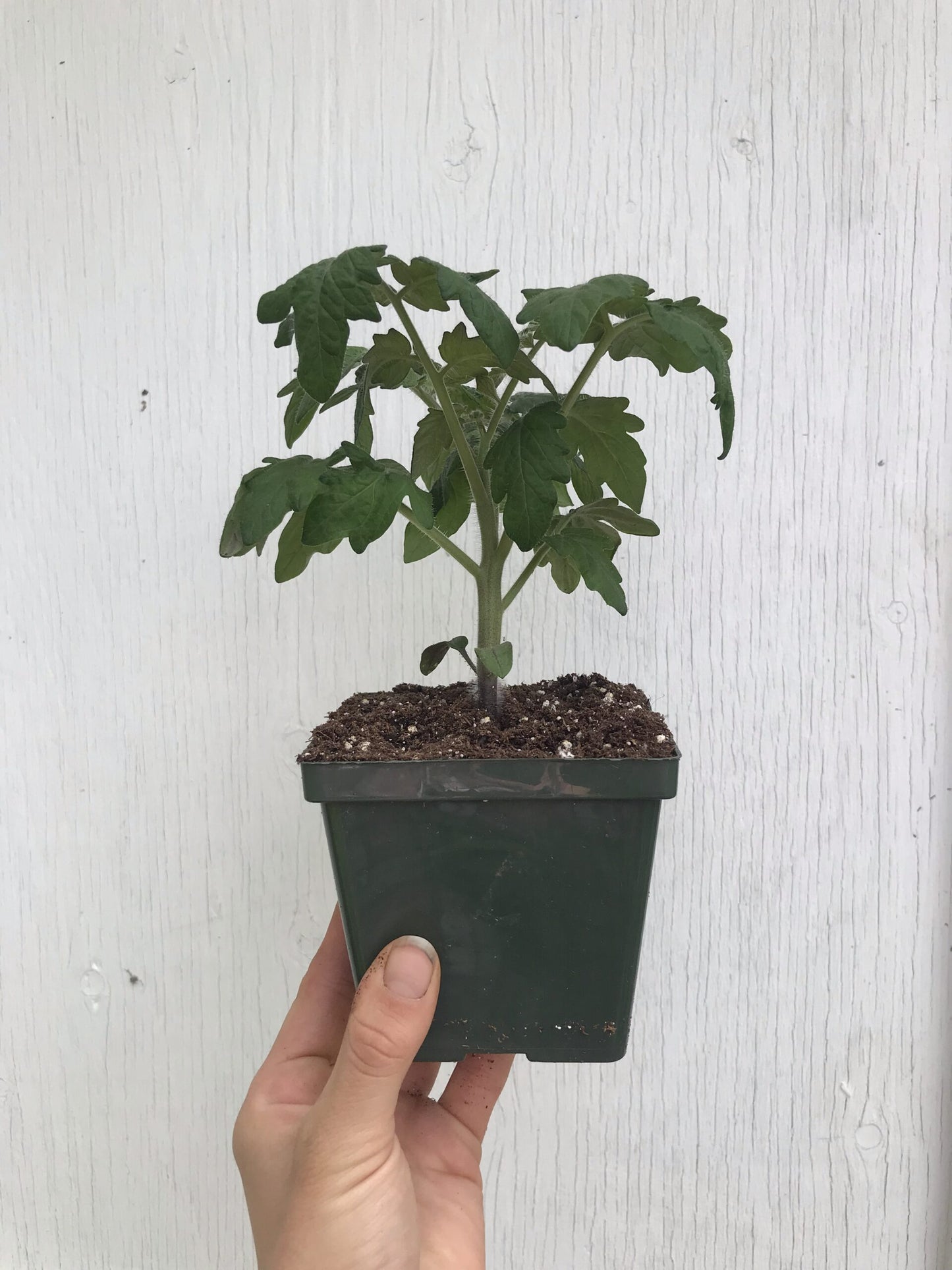 Wizard of Oz: Emerald City Dwarf Mini Beefsteak Tomato Seeds