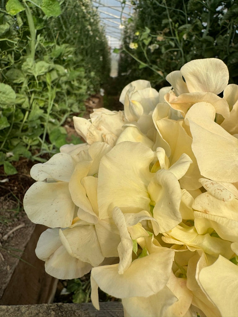 Juliet Sweet Pea Seeds | 50 Seeds – Sow Local Seeds