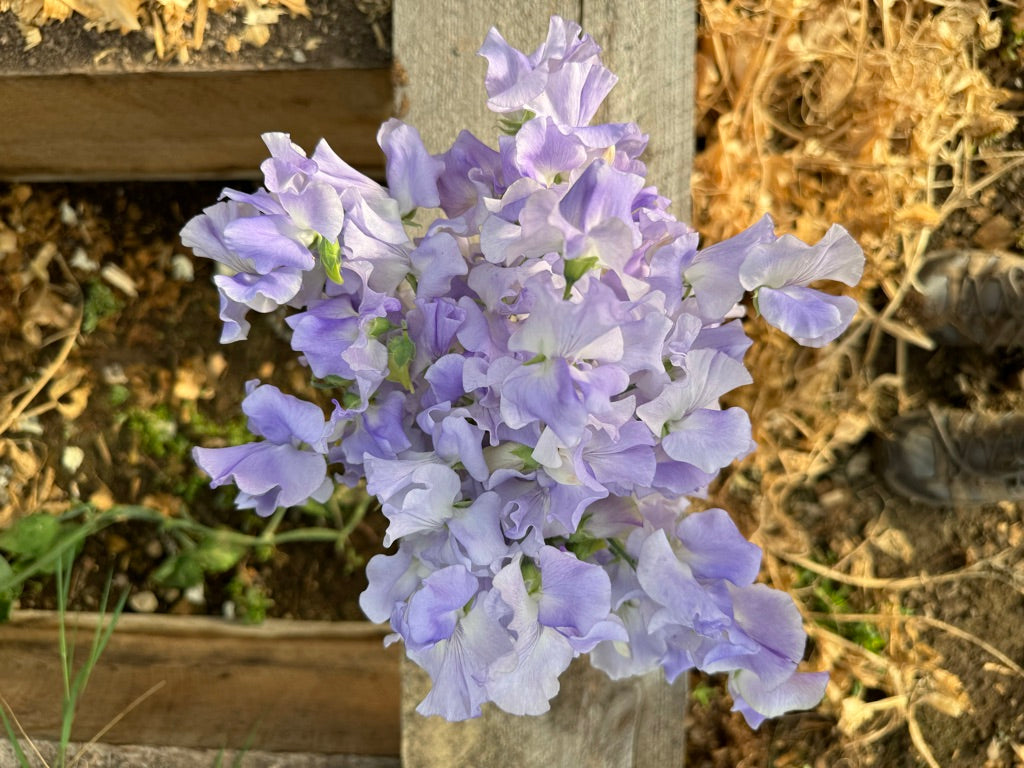 Alison Louise Sweet Pea Seeds