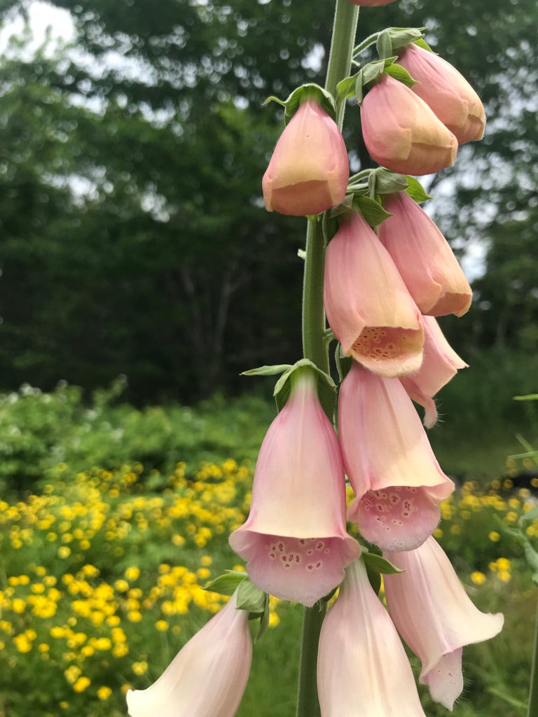 Foxglove Apricot Beauty Seeds