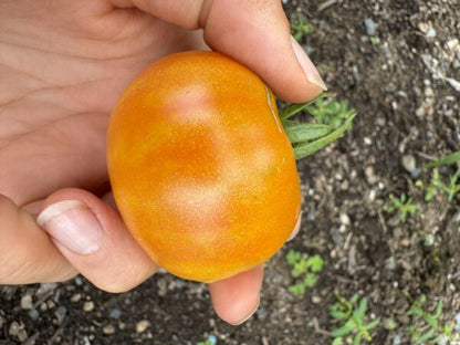 Karma: Peach Indeterminate Cocktail Tomato Seeds