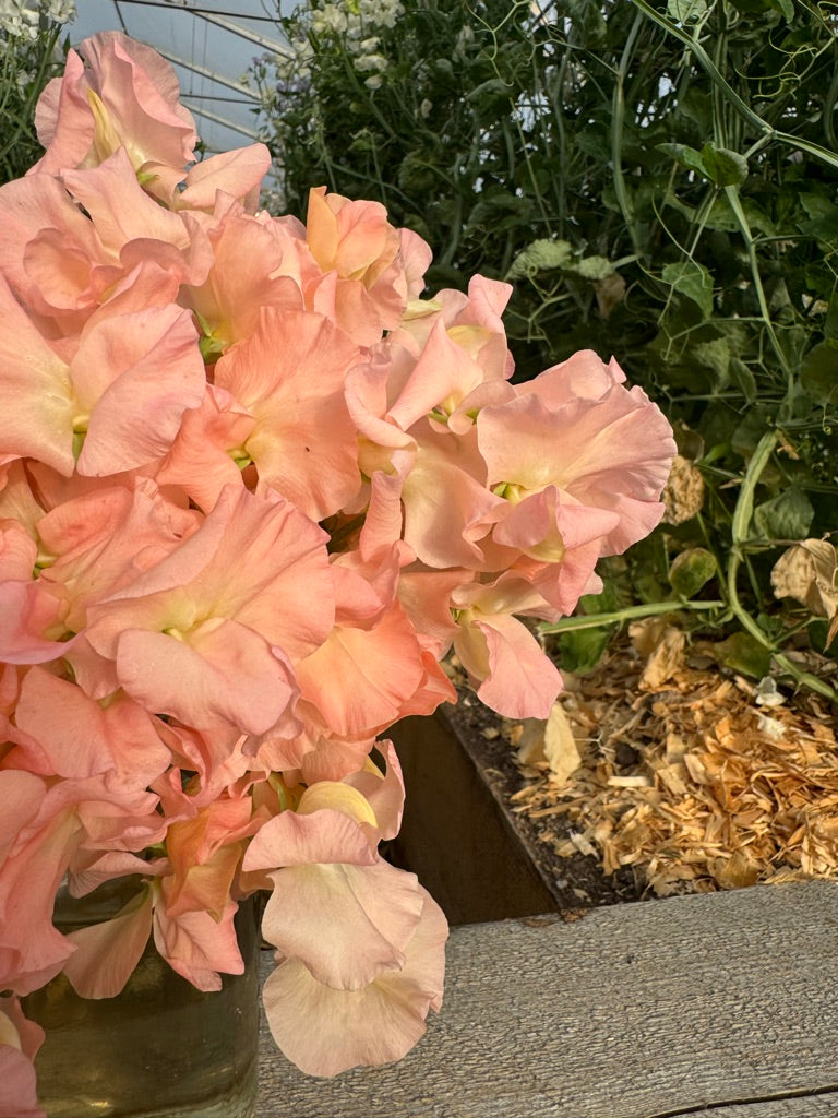 Gilly Norah Sweet Pea Seeds