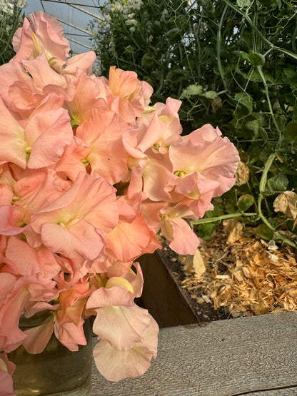 Gilly Norah Sweet Pea Seeds