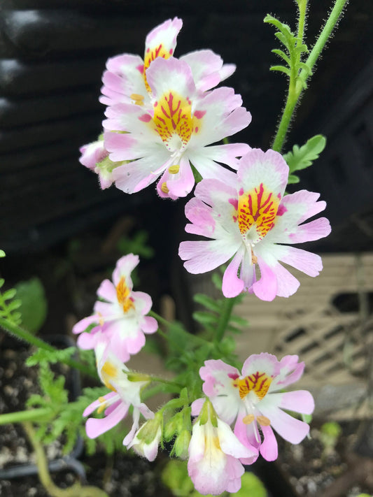 Poor Mans Orchid Angel Wings Mix Seeds