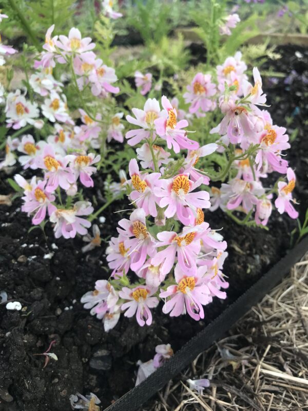 Poor Mans Orchid Angel Wings Mix Seeds