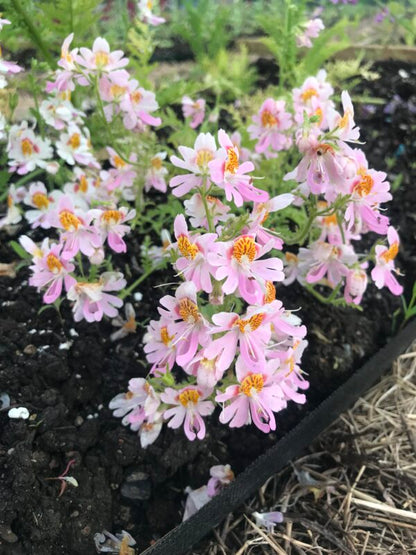 Poor Mans Orchid Angel Wings Mix Seeds