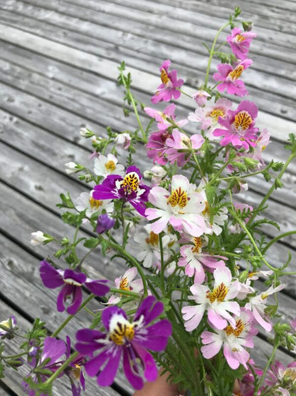 Poor Mans Orchid Angel Wings Mix Seeds