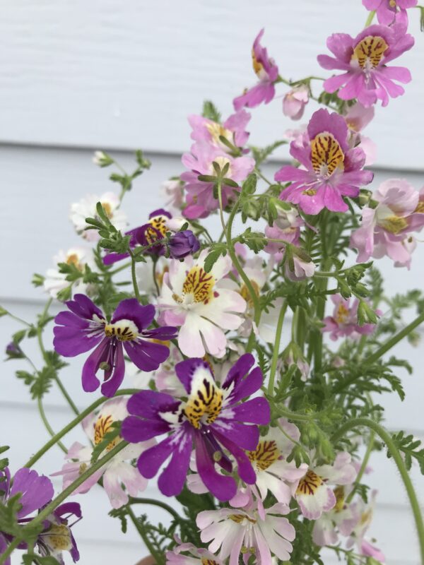 Poor Mans Orchid Angel Wings Mix Seeds