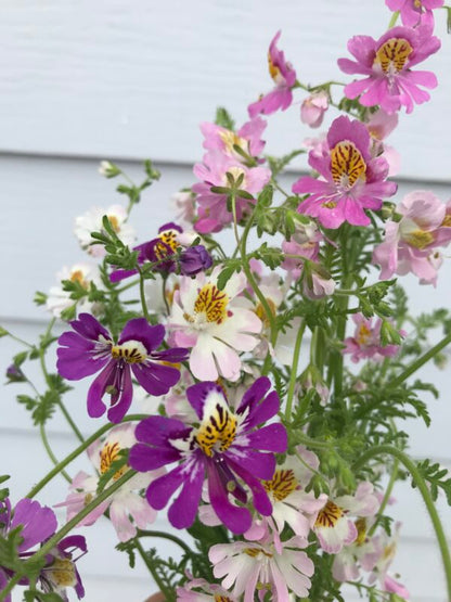 Poor Mans Orchid Angel Wings Mix Seeds