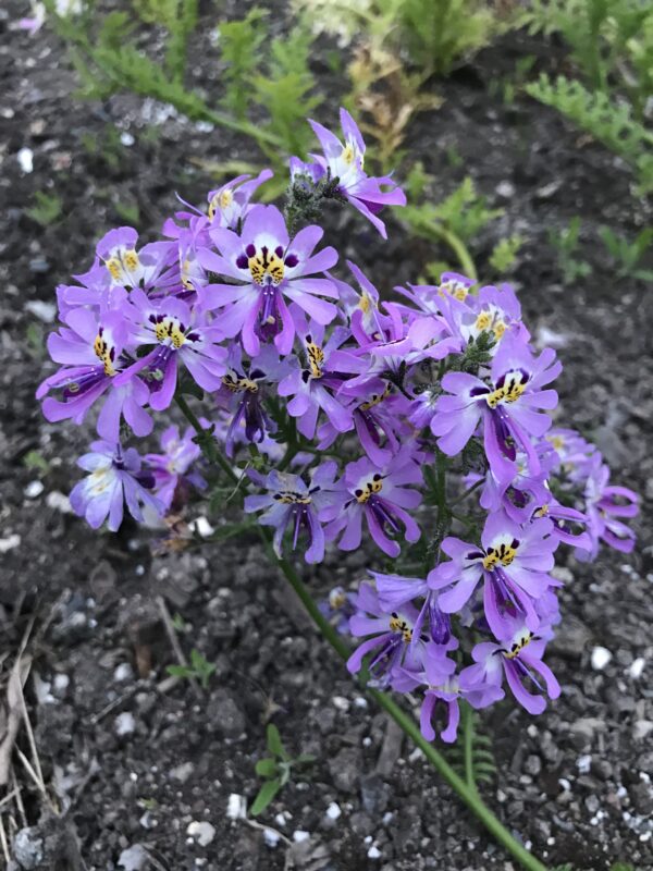 Poor Mans Orchid Angel Wings Mix Seeds