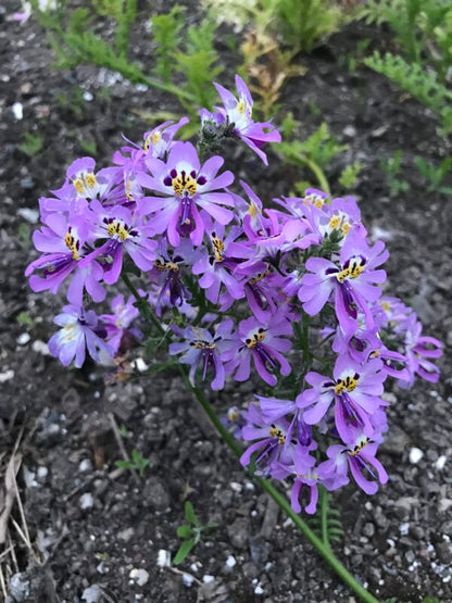 Poor Mans Orchid Angel Wings Mix Seeds