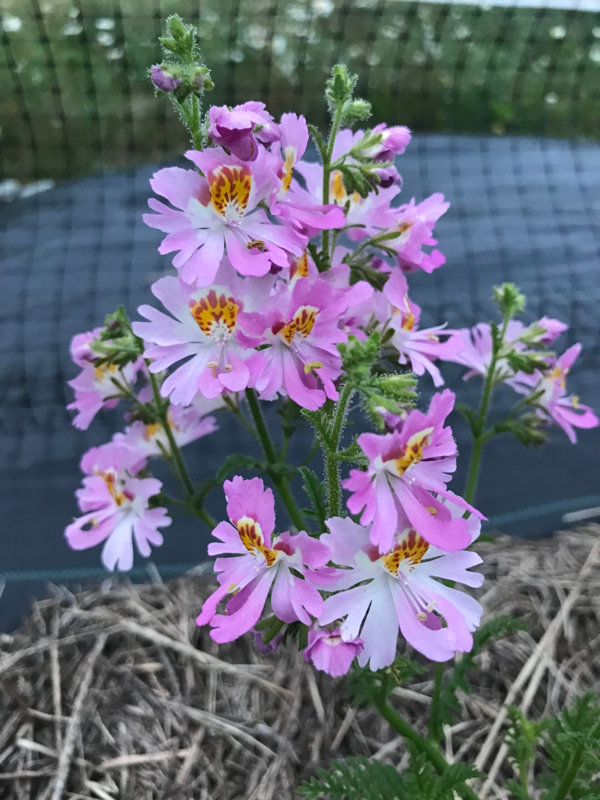 Poor Mans Orchid Angel Wings Mix Seeds