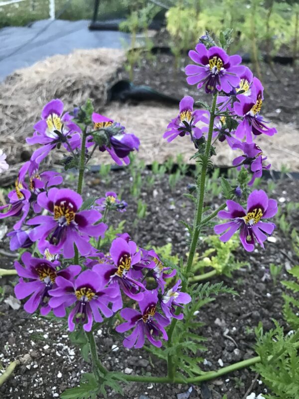 Poor Mans Orchid Angel Wings Mix Seeds