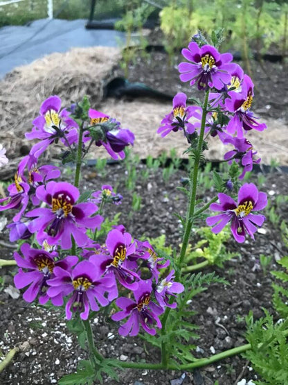 Poor Mans Orchid Angel Wings Mix Seeds