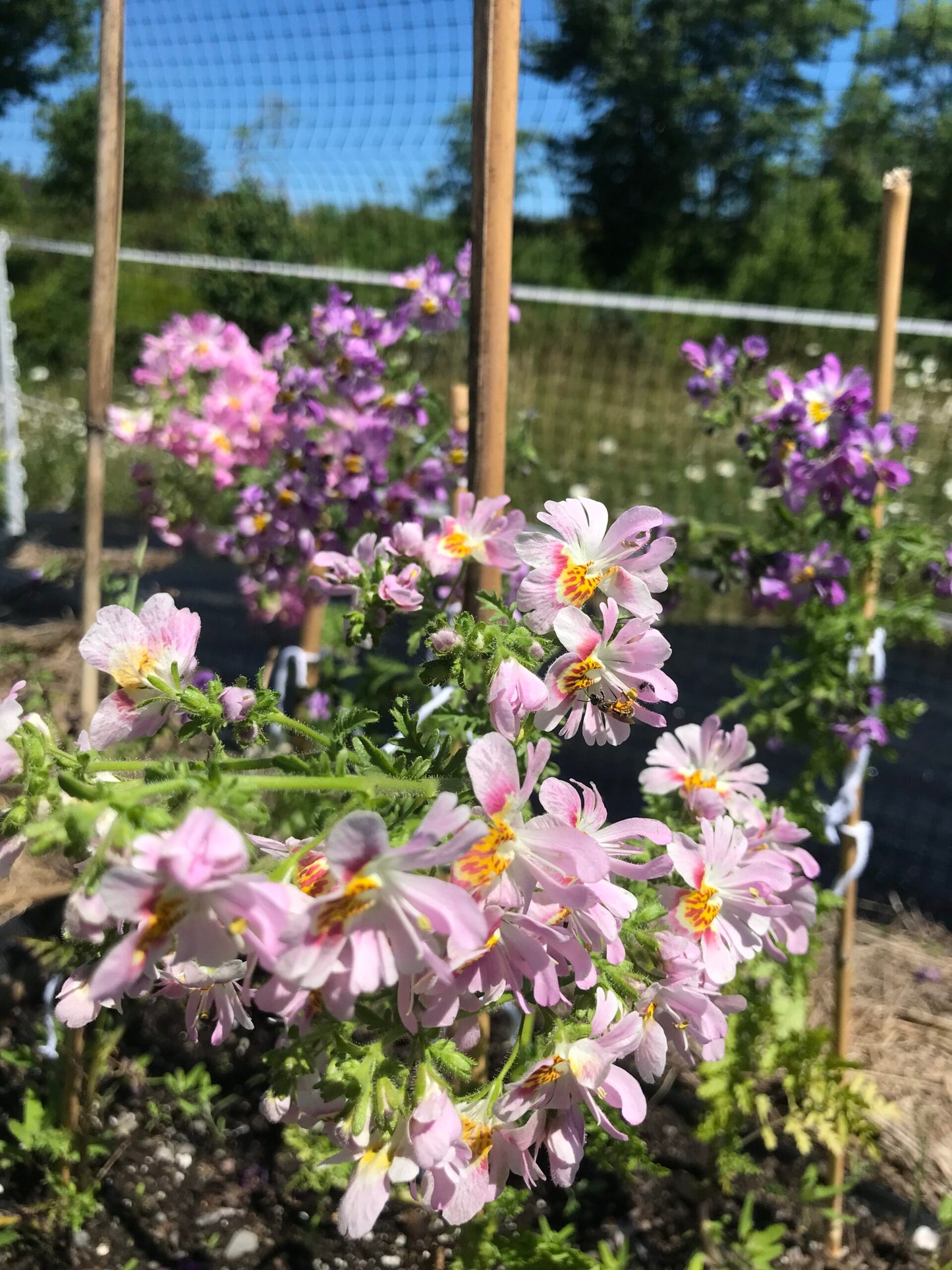 Poor Mans Orchid Angel Wings Mix Seeds