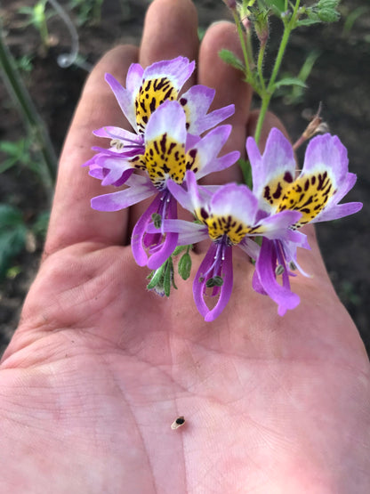 Poor Mans Orchid Angel Wings Mix Seeds