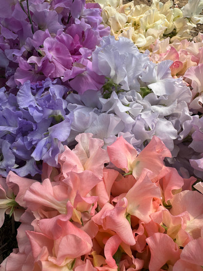 Alison Louise and Beverly Ann Sweet Pea Mix 25 Seeds