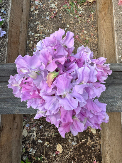 Kings Coronation Sweet Pea Seeds