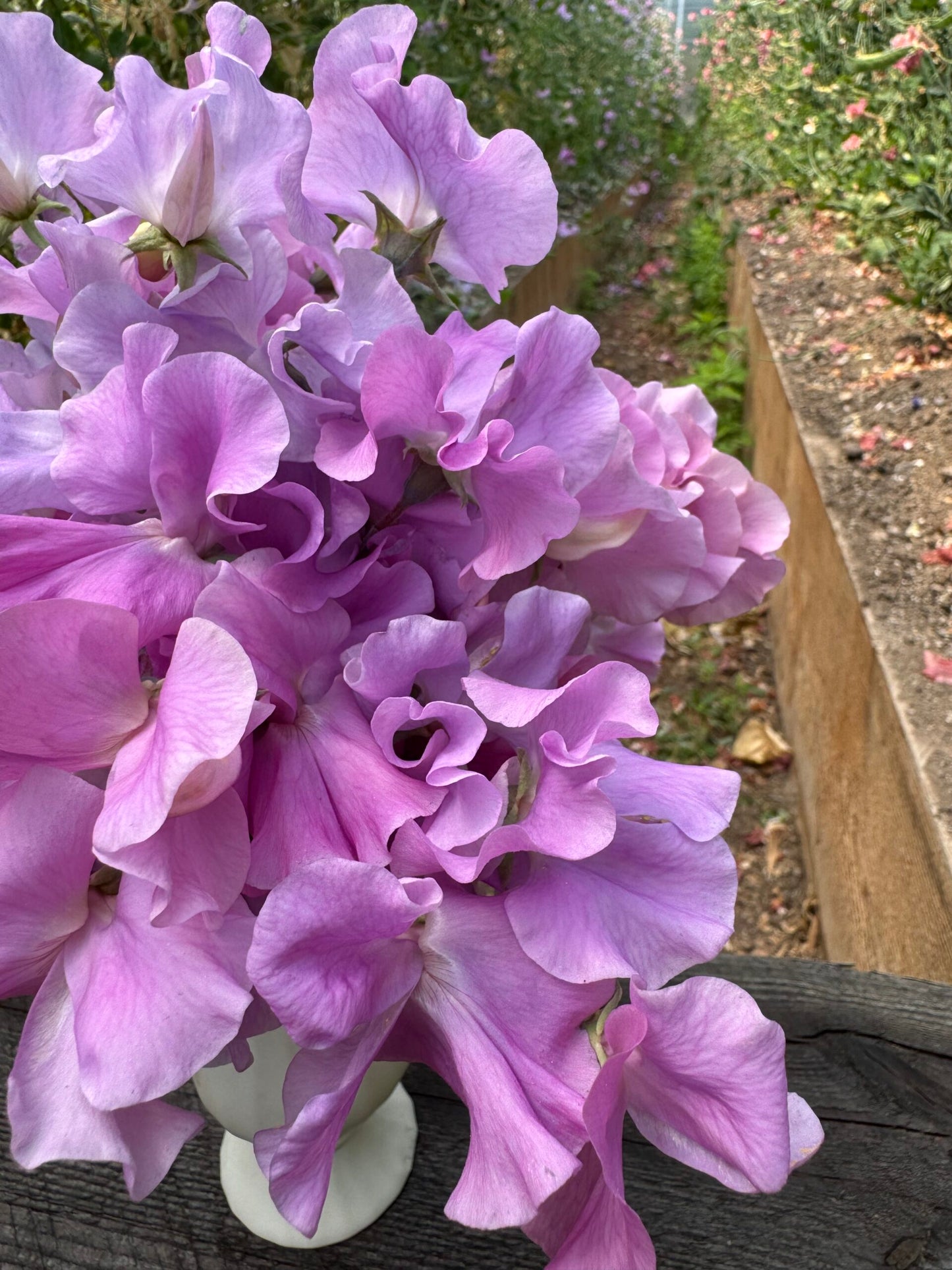 Kings Coronation Sweet Pea Seeds